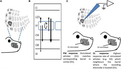 A requirement for astrocyte IP3R2 signaling for whisker experience-dependent depression and homeostatic upregulation in the mouse barrel cortex